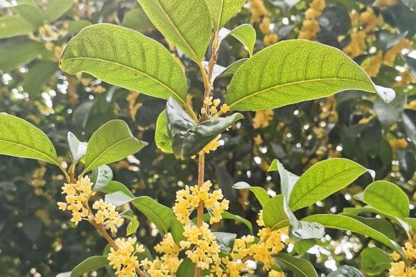 桂花养生正当时：功效、禁忌与食用全攻略
