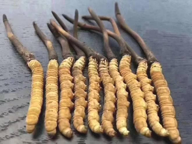 谷医世家挖草人手把手教你鉴别冬虫夏草真伪