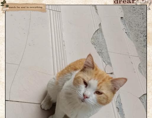 如何有效防止被猫抓伤（保护自己与猫咪和谐相处的秘诀）