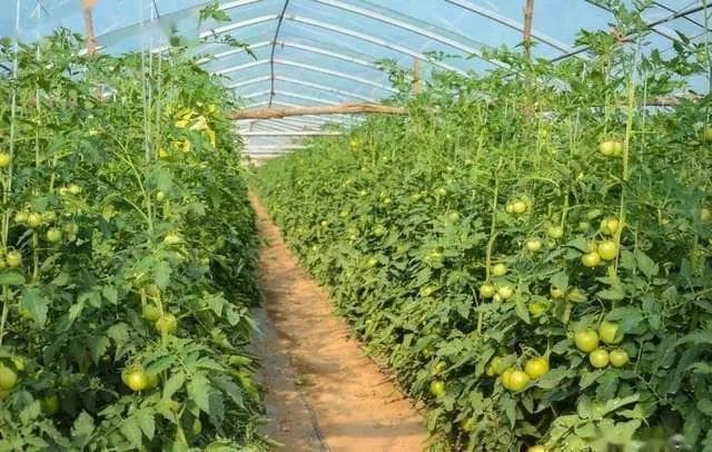 西红柿种植出现根腐病、茎基腐病如何防治？番茄茎基腐病防治技术！