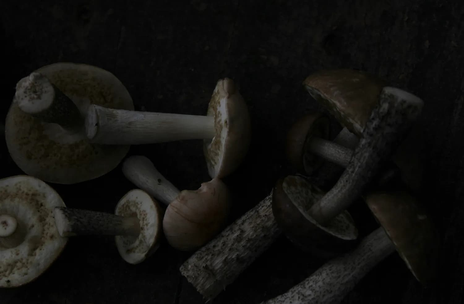 关键时刻扭转战局，魅惑毁灭菇使用技巧详解