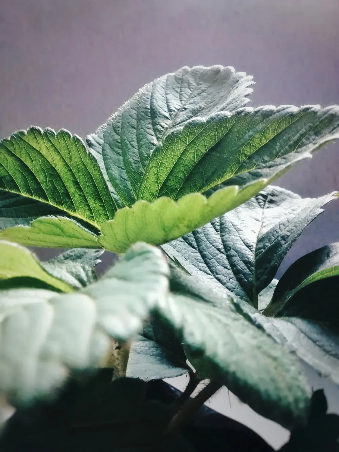 芝麻蛋白水解物：从副产品到健康新星