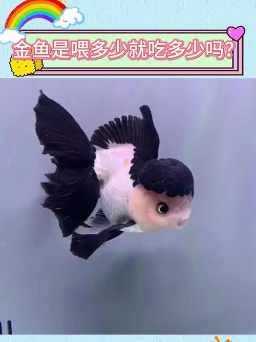 喂金鱼多少？掌握黄金喂食法则，金鱼健康又活泼！