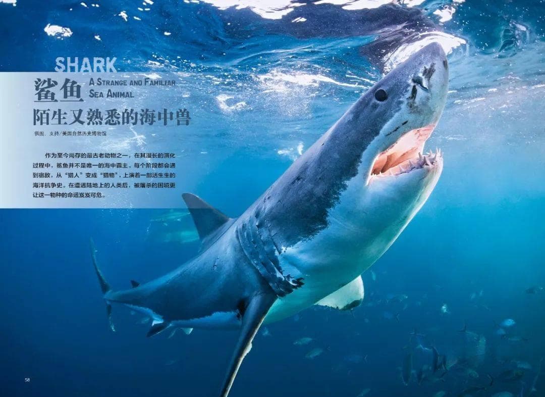 鲨鱼：陌生又熟悉的海中兽