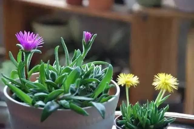 冬季植物养护5大要点：从修剪到补光
