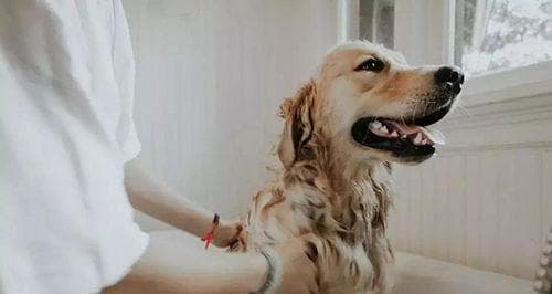 怎么给狗狗按摩带图？按摩步骤和注意事项是什么？