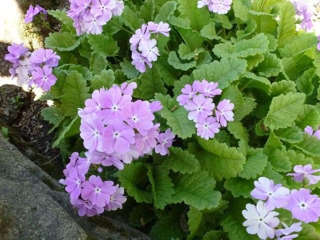 草本植物有哪些种类（盘点10个常见的草本植物）