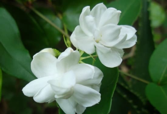 茉莉花无毒，香气能消除精神疲劳