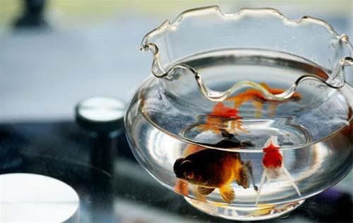 风水学镇宅宝物鱼缸，五帝钱详解
