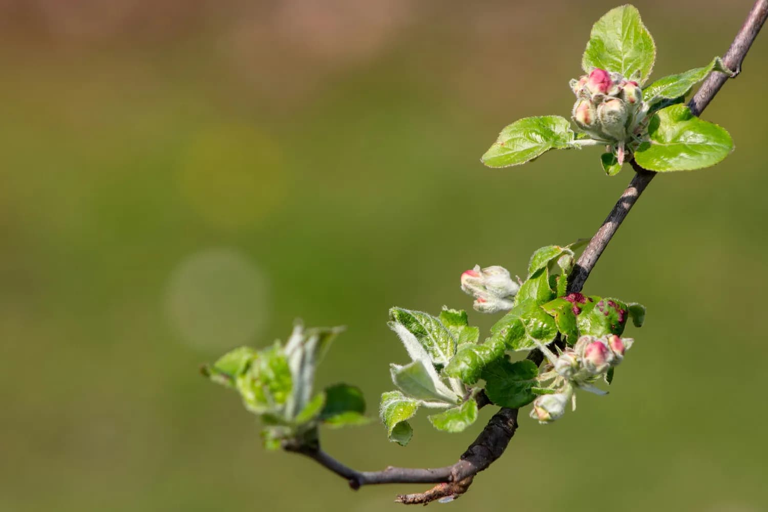 Spring框架如何优雅地处理循环依赖？