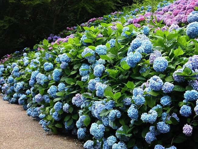 蓝白色绣球花的花语，开花季节