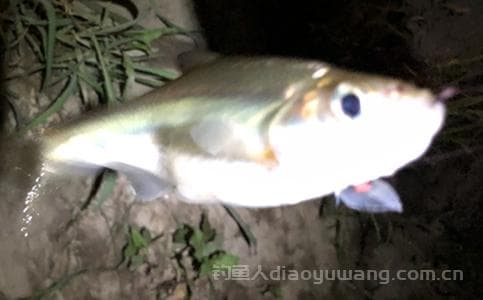 钓马口鱼的专业技巧与实战指南