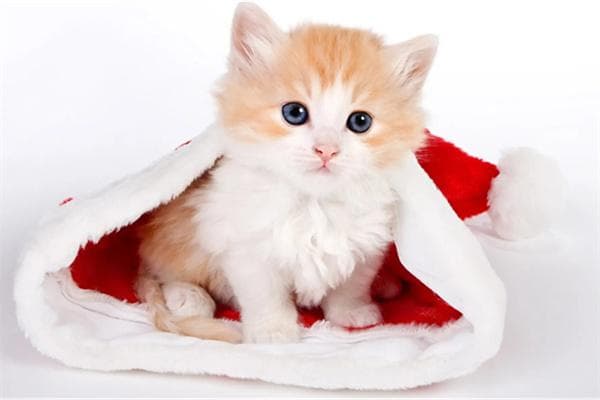 猫咪发烧怎么办？三种测量体温方法+科学应对指南