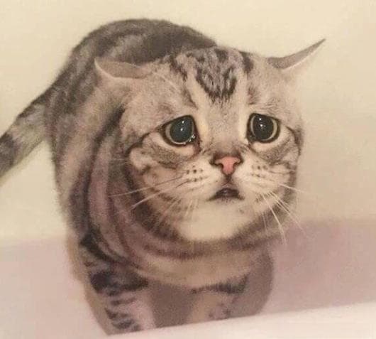 养猫狗对怀孕有影响？备孕前做好这些事