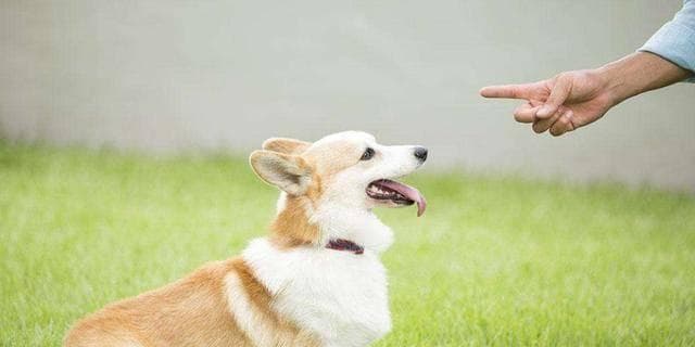 训练狗狗坐下，让宠物更听话（15个有效方法，轻松让宠物学会坐下）