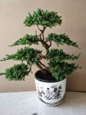 最耐阴耐寒的十大室内盆景推荐
