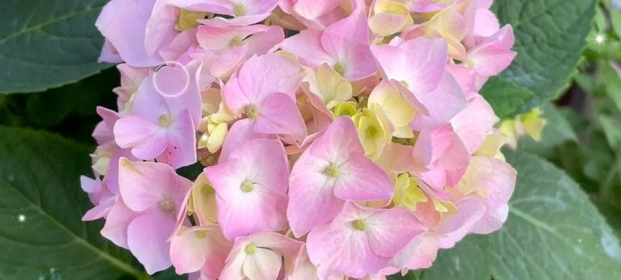 探秘绣球花的花期及开花次数（了解绣球花的开花规律与生长习性）