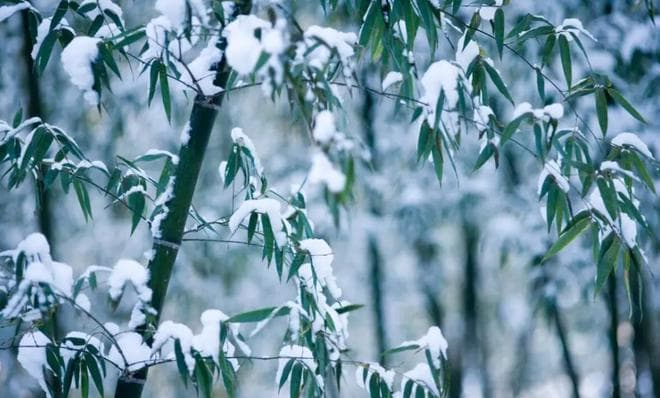 雪落无声 竹林静谧，古诗词里的雪竹，冬日里最动人的画面！