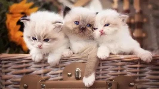 如何避免买到“星期猫”？从选猫到接猫的完整指南