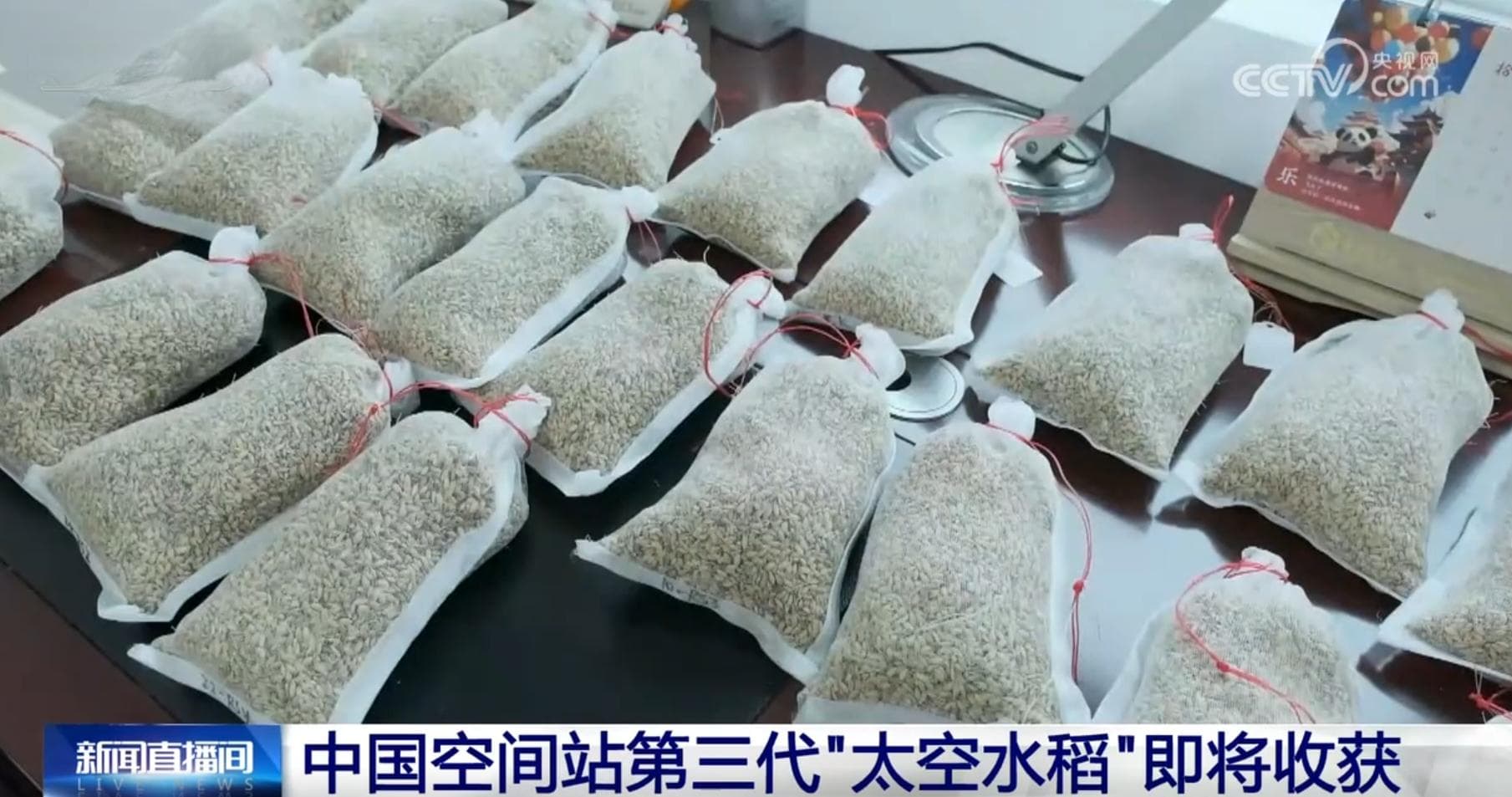 第三代“太空水稻”迎丰收 我国瞄准空间粮食安全保障将展开深入研究