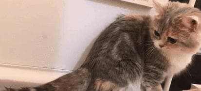 猫咪尾巴轻拍的正确方式（以猫咪的舒适为主要考虑因素）