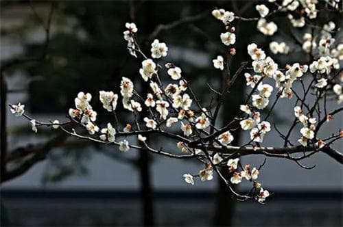 白梅花的功效与作用