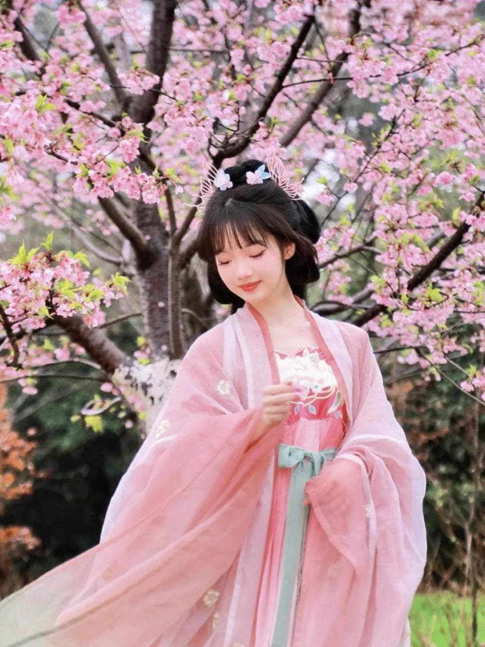 2025长沙最全樱花地图，来淋这场“樱花雨”