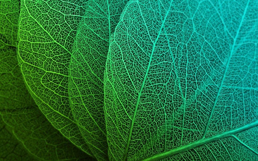 【图像处理】植物叶识别和分类