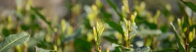 明前茶选购指南：秋茶老师亲授五步辨真伪