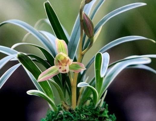 兰草开花周期及养护要点：1-2年开花，需适宜环境
