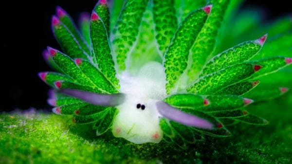 叶羊：形似卡通羊的海洋生物会“吸收”阳光能量