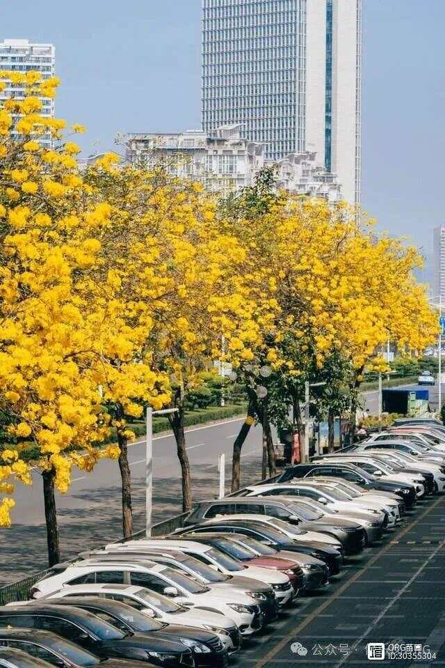 同样的黄花风铃木，为什么在中国比巴西矮一头？