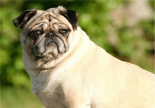 犬传染性肠炎：病因、症状与防治全攻略