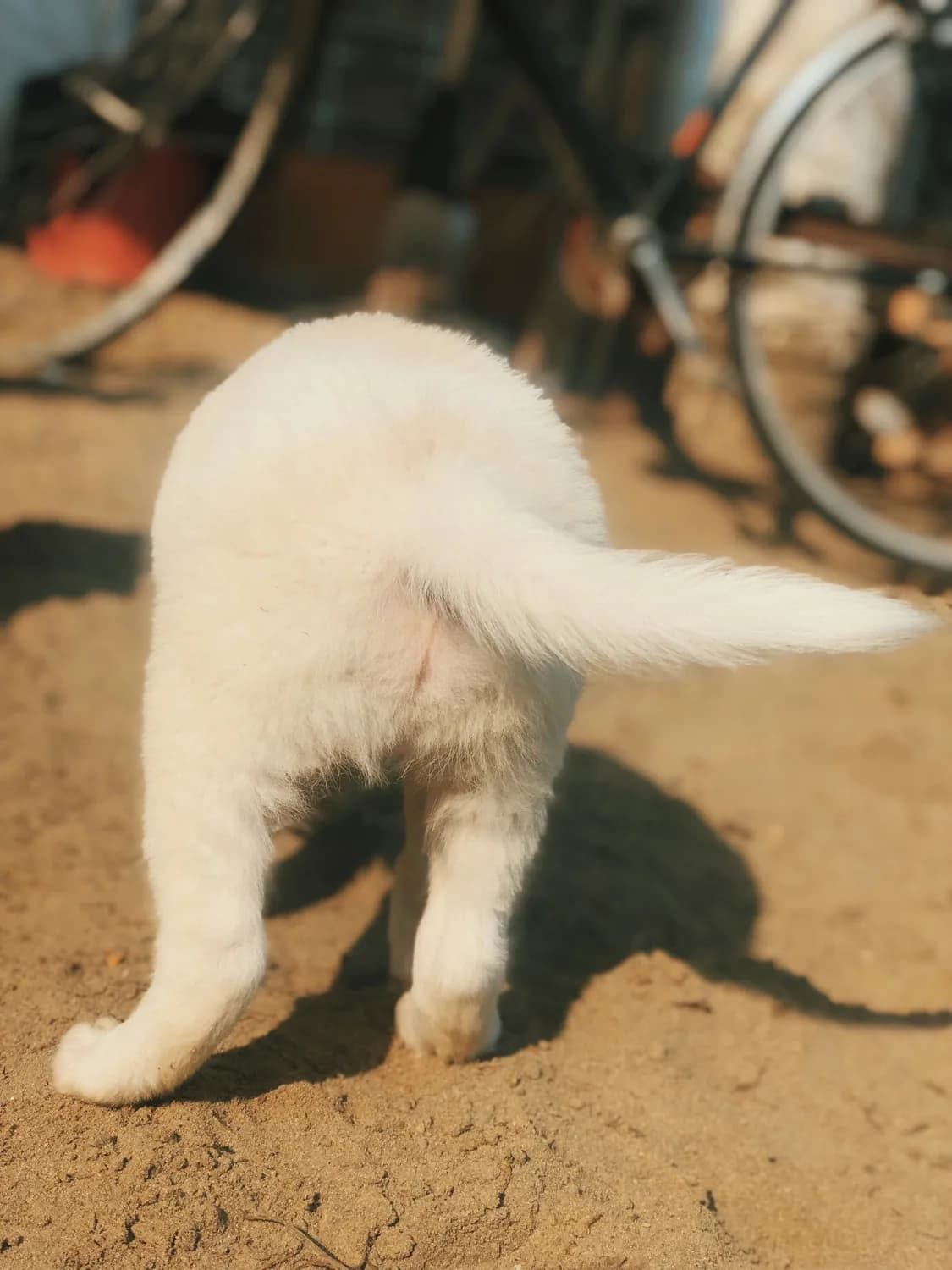 狗狗尾巴的秘密：健康大揭秘！