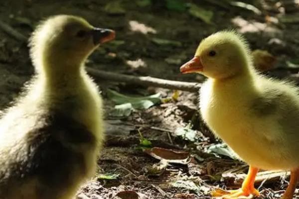 冬春季节小鹅养殖技术要点：从选雏到疾病防治的全方位指南