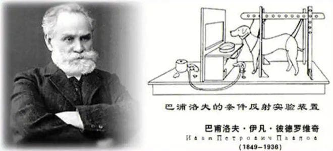 心理学上的经典实验：巴甫洛夫的条件反射研究