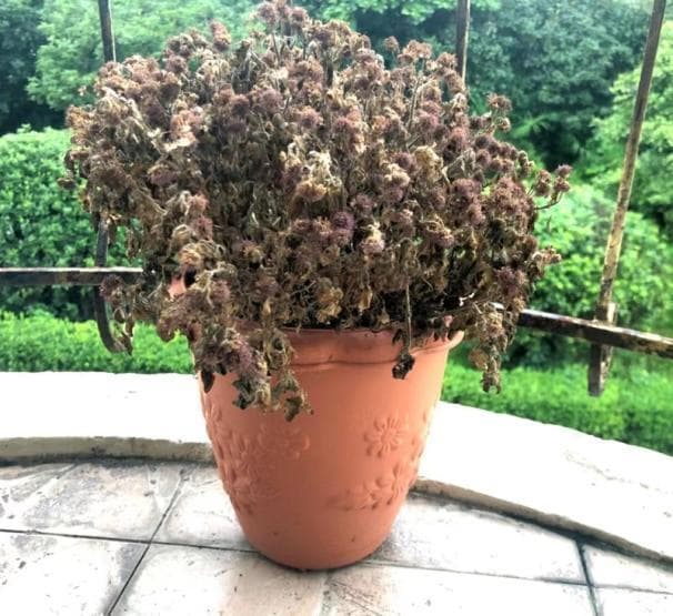 炎炎夏日，植物在家里也要养“身”哒！