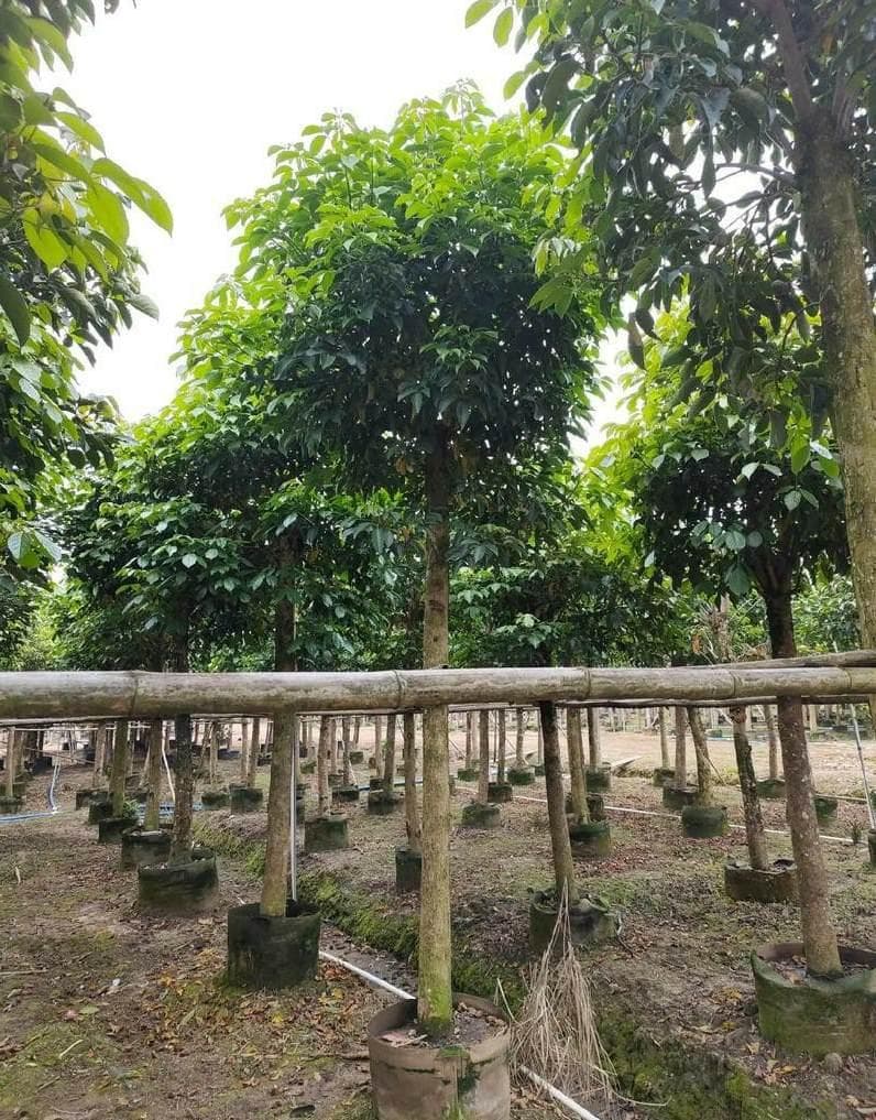 花盆里长小黑虫怎么办？多种实用防治方法详解