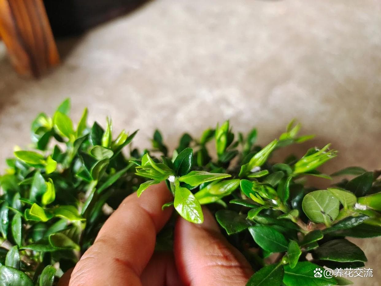 刚买的花别急着浇水换盆，先检查后缓苗，植物易恢复