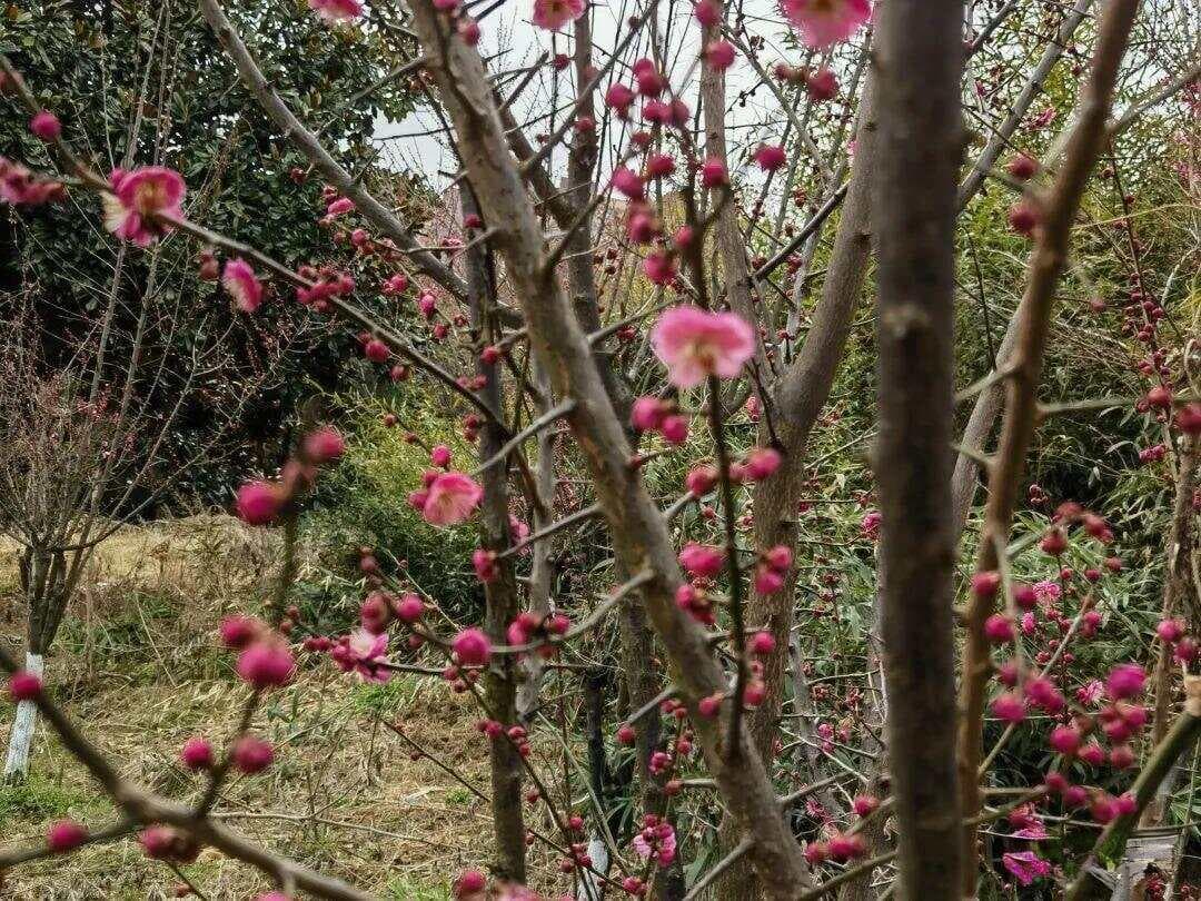这些叠字诗词，美得深入骨髓，美到让人灵魂颤抖