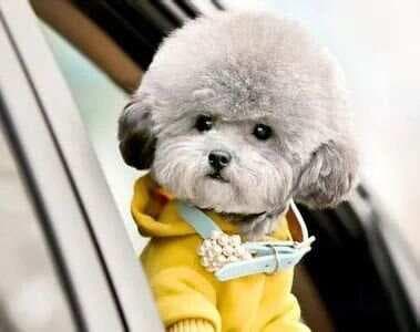适合家养的十种小型犬，你喜欢哪一种？