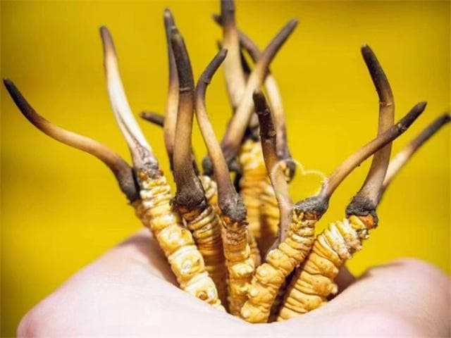 冬虫夏草能预防脑梗吗？冬虫夏草的药理作用