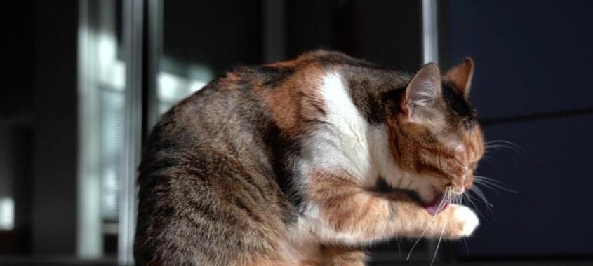 猫咪为何喜欢舔毛（揭秘猫咪舔毛一边舔一边咬的奥秘）
