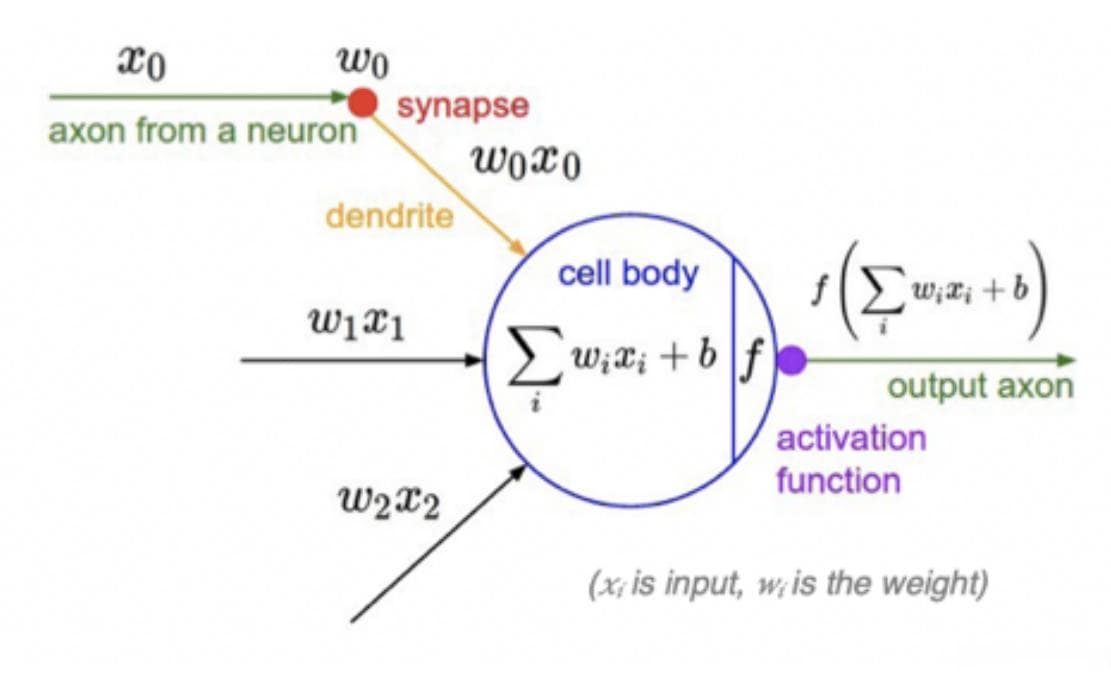 神经网络：神经元（Neuron）