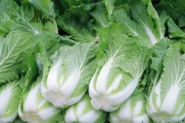 早熟大白菜品种推荐：6个优质品种详解