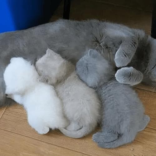 猫咪为什么会踩奶？揭秘这一萌宠的本能行为