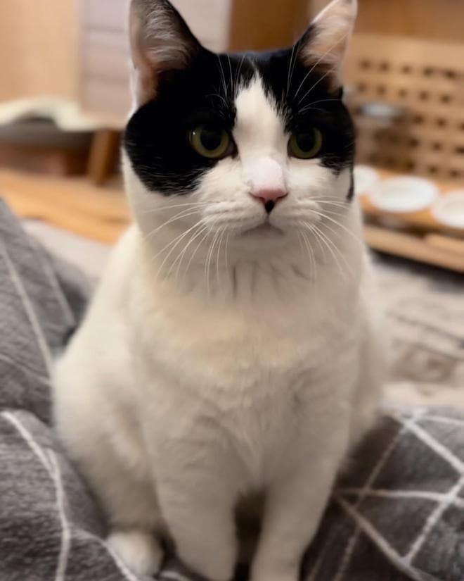 猫咪的心门，怎么开？5个让猫咪信任你的必杀技