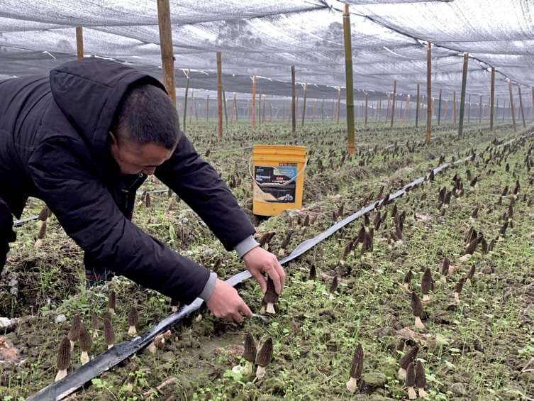 食用菌规模化栽培技术图解