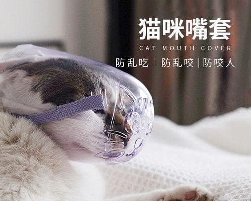 宠物输液须知（猫咪输液注意事项）