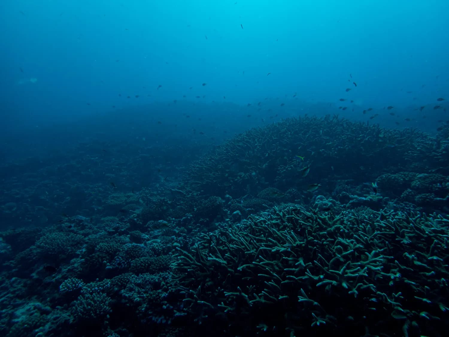 深海鱼类：地球碳汇的秘密守护者